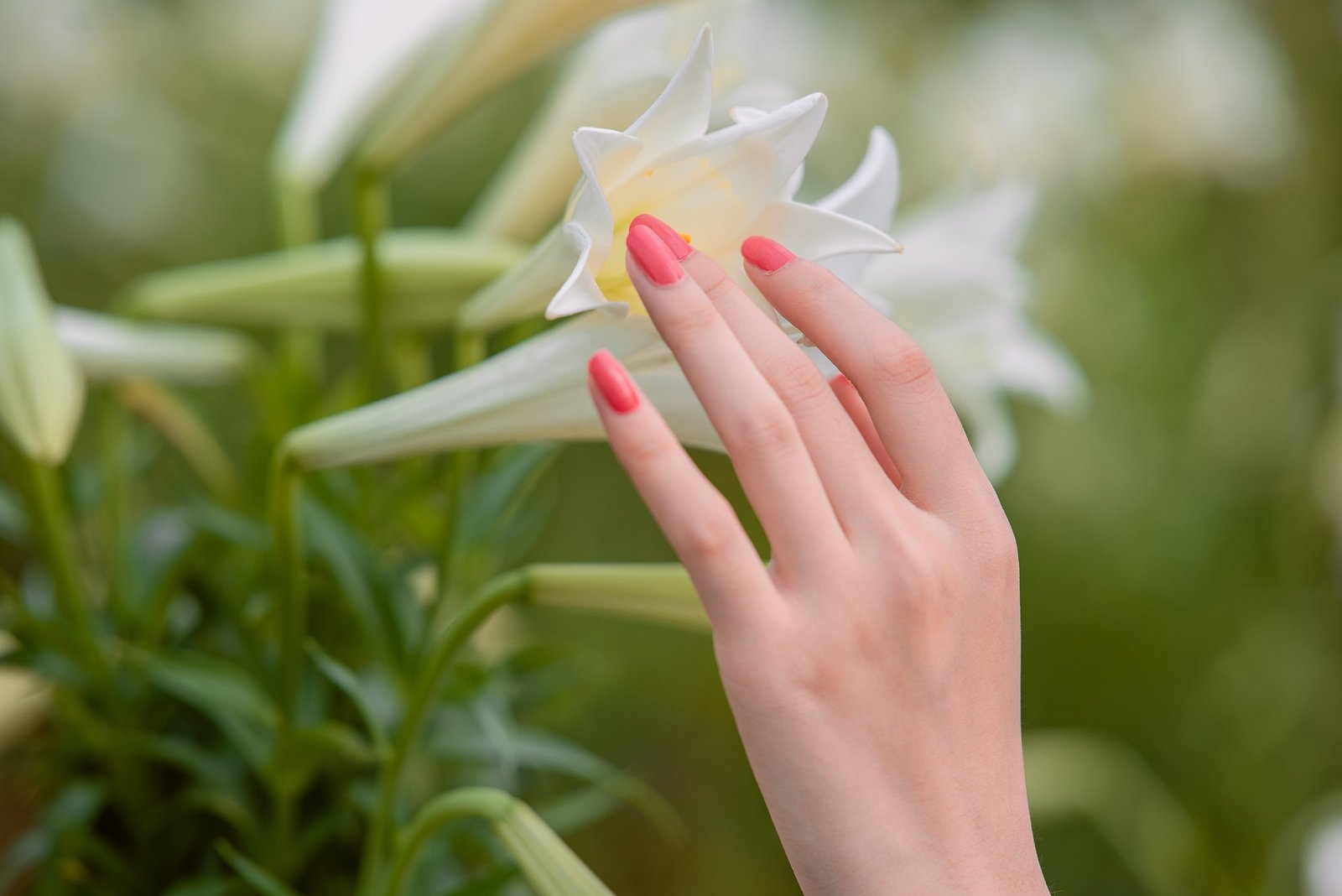white dried flowers nails